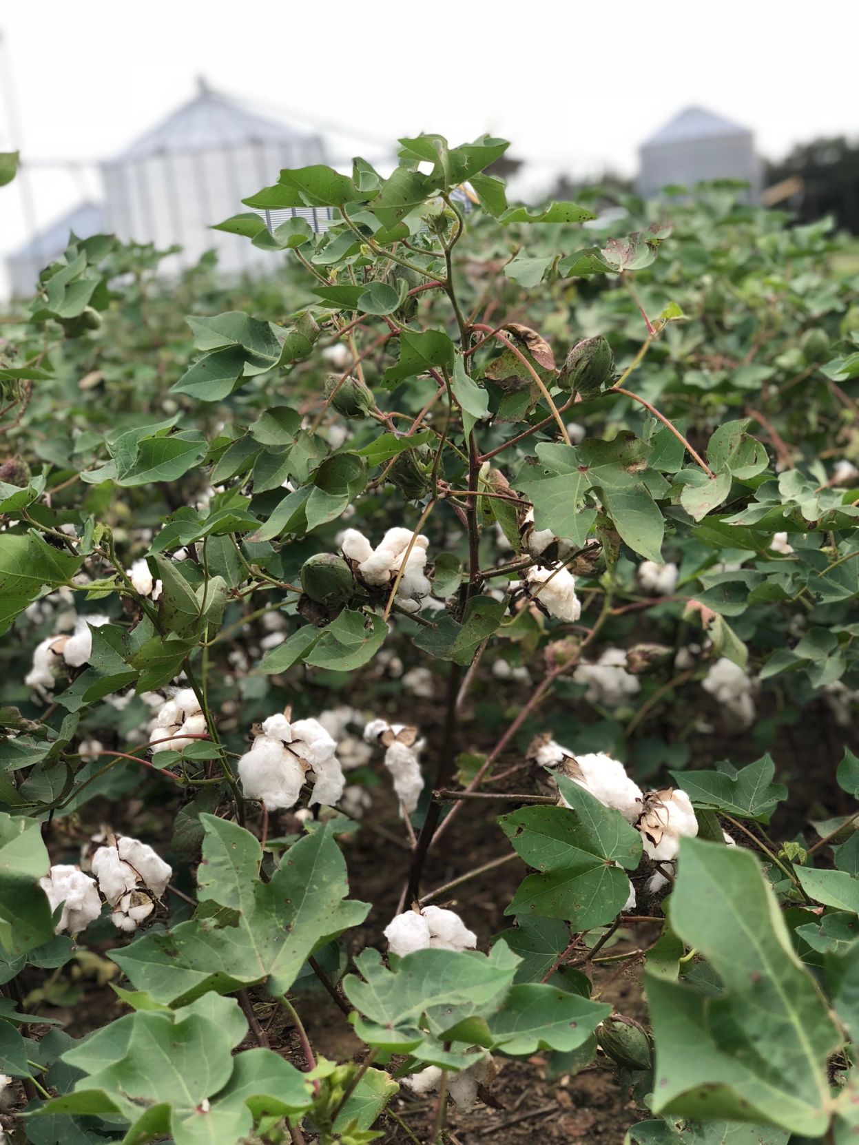 Pee Dee cotton